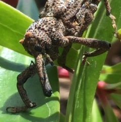 Orthorhinus cylindrirostris at Aranda, ACT - 11 Nov 2020