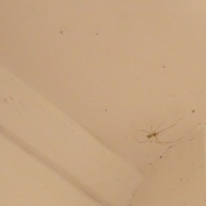 Pholcus phalangioides at Aranda, ACT - 2 Nov 2020