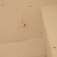 Pholcus phalangioides at Aranda, ACT - 2 Nov 2020