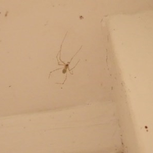 Pholcus phalangioides at Aranda, ACT - 2 Nov 2020 12:35 PM