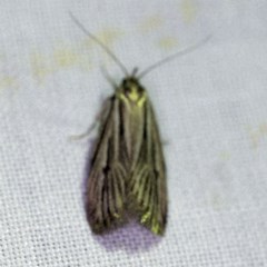 Ciampa arietaria (Brown Pasture Looper Moth) at Forde, ACT - 6 Nov 2020 by ibaird
