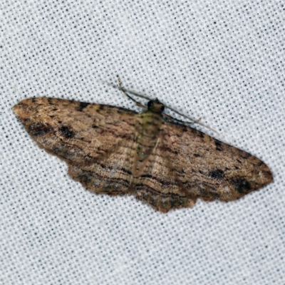 Xanthorhoe anaspila (Dark-patch Carpet) at Forde, ACT - 6 Nov 2020 by ibaird