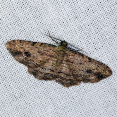 Xanthorhoe anaspila (Dark-patch Carpet) at Goorooyarroo NR (ACT) - 6 Nov 2020 by ibaird