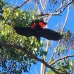 Calyptorhynchus lathami (Glossy Black-Cockatoo) at Mystery Bay, NSW - 15 Nov 2020 by LocalFlowers