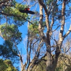 Calyptorhynchus lathami lathami at Mystery Bay, NSW - suppressed