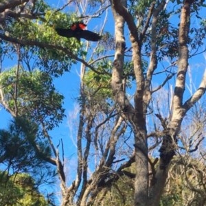 Calyptorhynchus lathami lathami at Mystery Bay, NSW - suppressed