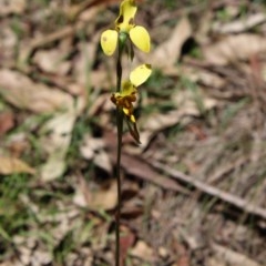 Diuris sulphurea (Tiger Orchid) at Mongarlowe River - 15 Nov 2020 by LisaH