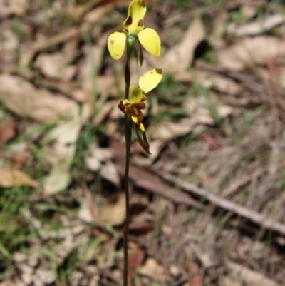Diuris sulphurea (Tiger Orchid) at Mongarlowe River - 15 Nov 2020 by LisaH