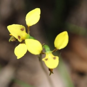 Diuris sulphurea at Mongarlowe, NSW - suppressed