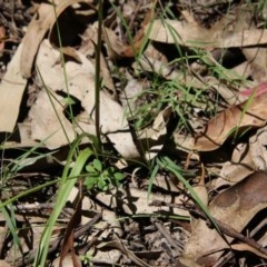 Diuris sulphurea at Mongarlowe, NSW - suppressed