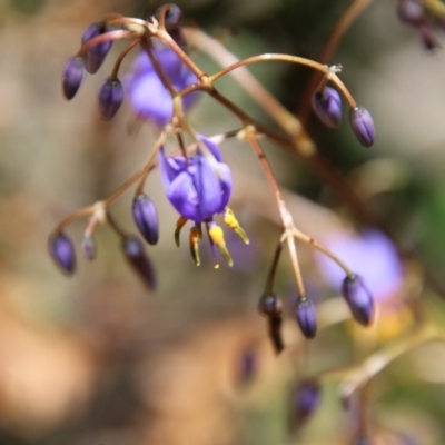 Dianella (genus) (Flax Lily) at Mongarlowe, NSW - 15 Nov 2020 by LisaH