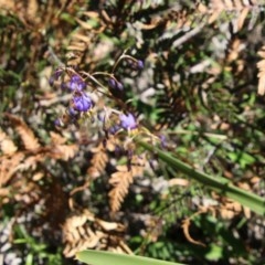 Dianella sp. at Mongarlowe, NSW - suppressed