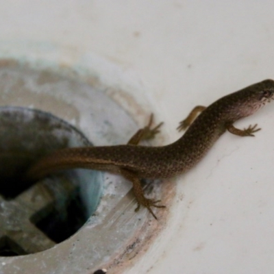 Saproscincus mustelinus (Weasel Skink) at Mongarlowe, NSW - 15 Nov 2020 by LisaH