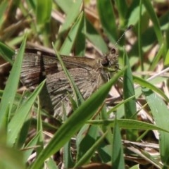 Pasma tasmanica (Two-spotted Grass-skipper) at Mongarlowe, NSW - 15 Nov 2020 by LisaH