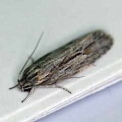 Agriophara dyscapna (A Flat-bodied moth (Depressidae) at Forde, ACT - 6 Nov 2020 by ibaird