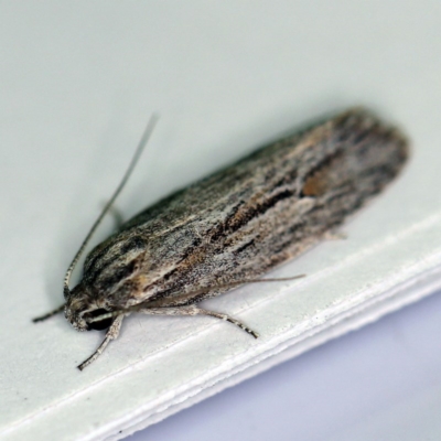 Agriophara dyscapna (A Gelechioid moth) at Goorooyarroo NR (ACT) - 6 Nov 2020 by ibaird