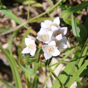 Boronia nana var. hyssopifolia at Mongarlowe, NSW - 15 Nov 2020