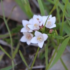 Boronia nana var. hyssopifolia at Mongarlowe, NSW - 15 Nov 2020
