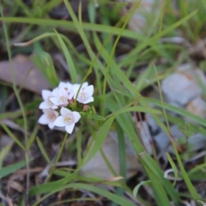 Boronia nana var. hyssopifolia at Mongarlowe, NSW - 15 Nov 2020