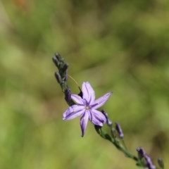 Caesia calliantha (Blue Grass-lily) at Mongarlowe, NSW - 15 Nov 2020 by LisaH