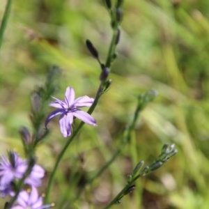 Caesia calliantha at Mongarlowe, NSW - 15 Nov 2020