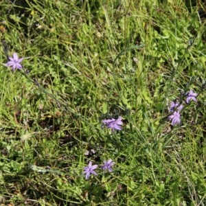 Caesia calliantha at Mongarlowe, NSW - 15 Nov 2020