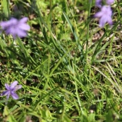 Caesia calliantha at Mongarlowe, NSW - 15 Nov 2020