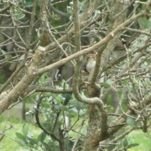 Malurus cyaneus at Symonston, ACT - 16 Nov 2020