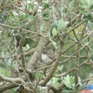 Malurus cyaneus at Symonston, ACT - 16 Nov 2020