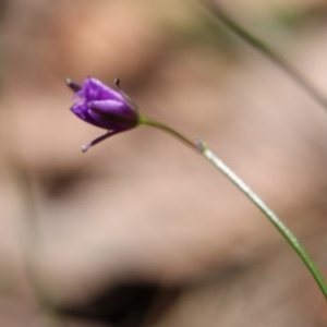 Thysanotus juncifolius at Moruya, NSW - 14 Nov 2020