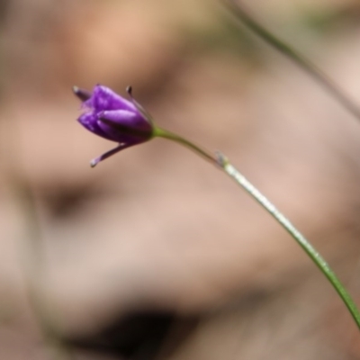 Thysanotus juncifolius (Branching Fringe Lily) at Broulee Moruya Nature Observation Area - 14 Nov 2020 by LisaH