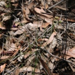 Thysanotus juncifolius at Moruya, NSW - 14 Nov 2020