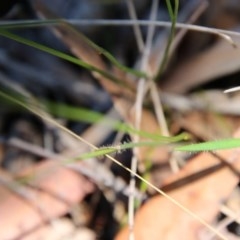 Thysanotus juncifolius at Moruya, NSW - suppressed