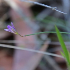 Thysanotus juncifolius at Moruya, NSW - 14 Nov 2020