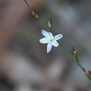 Caesia parviflora at Moruya, NSW - 14 Nov 2020