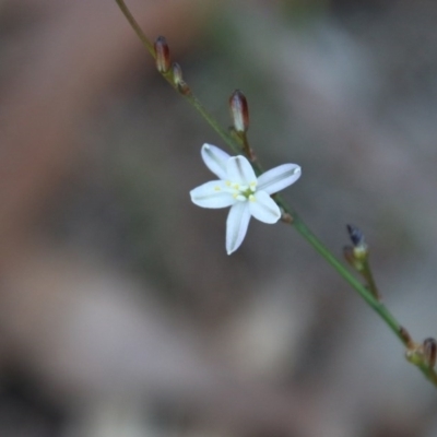 Caesia parviflora (Pale Grass-lily) at Moruya, NSW - 14 Nov 2020 by LisaH