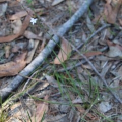 Caesia parviflora at Moruya, NSW - 14 Nov 2020