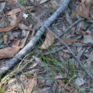 Caesia parviflora at Moruya, NSW - 14 Nov 2020