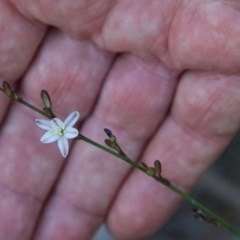 Caesia parviflora at Moruya, NSW - 14 Nov 2020