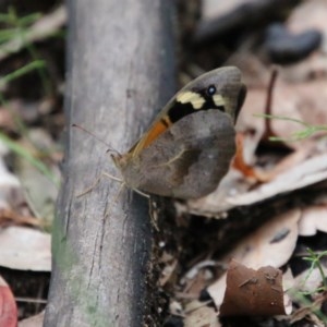 Heteronympha merope at Moruya, NSW - 14 Nov 2020