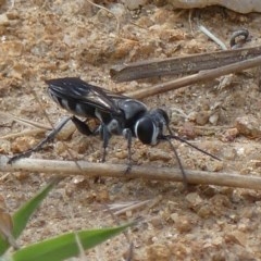 Pison sp. (genus) (Black mud-dauber wasp) at Wodonga - 15 Nov 2020 by LizetteSalmon