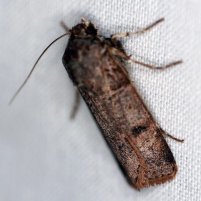 Agrotis porphyricollis (Variable Cutworm) at Forde, ACT - 6 Nov 2020 by ibaird