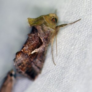 Chrysodeixis subsidens at Forde, ACT - 6 Nov 2020