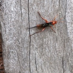 Lissopimpla excelsa (Orchid dupe wasp, Dusky-winged Ichneumonid) at Thurgoona, NSW - 16 Nov 2020 by Hendyks