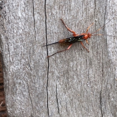 Lissopimpla excelsa (Orchid dupe wasp, Dusky-winged Ichneumonid) at Thurgoona, NSW - 15 Nov 2020 by Hendyks