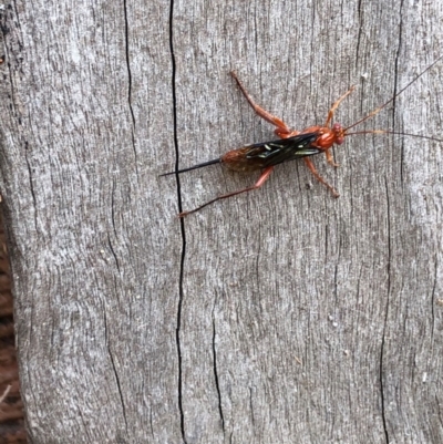 Lissopimpla excelsa (Orchid dupe wasp, Dusky-winged Ichneumonid) at Albury - 15 Nov 2020 by Hendyks