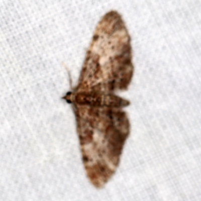 Chloroclystis approximata (Plumed or Cherry Looper) at Goorooyarroo NR (ACT) - 6 Nov 2020 by ibaird