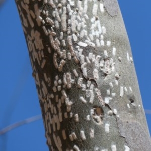 Eriococcidae sp. (family) at West Wodonga, VIC - 16 Nov 2020