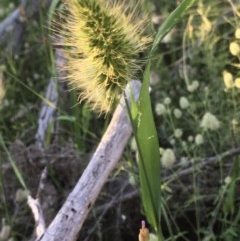 Echinopogon (genus) (Hedgehog Grass) at Hawker, ACT - 14 Nov 2020 by strigo