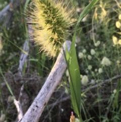 Echinopogon sp. (Hedgehog Grass) at Hawker, ACT - 14 Nov 2020 by strigo